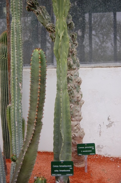 Cereus_fernambucensis.jpg
