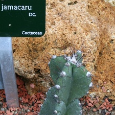 Cereus jamacaru