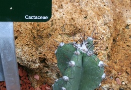 Cereus jamacaru