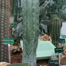 Cereus pruinosus