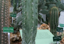 Cereus pruinosus