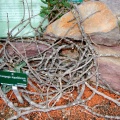 Ceropegia stapelliiformis