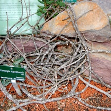 Ceropegia stapelliiformis