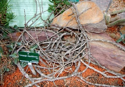 Ceropegia stapelliiformis