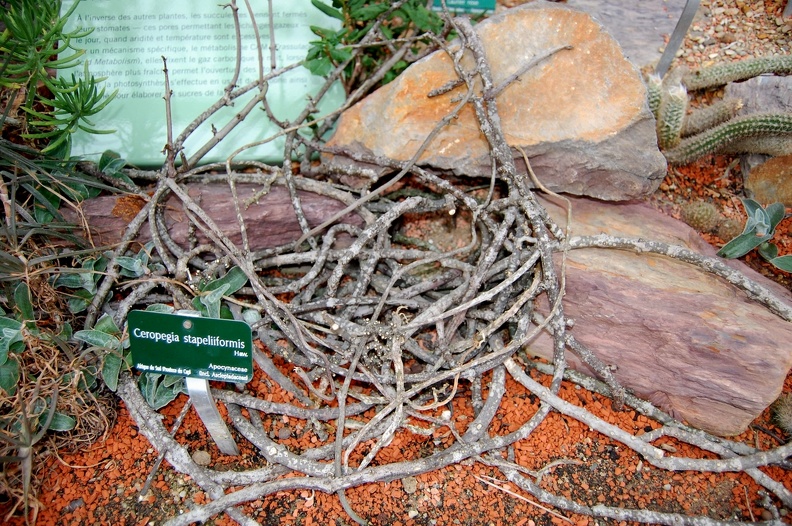 Ceropegia_stapelliiformis.jpg