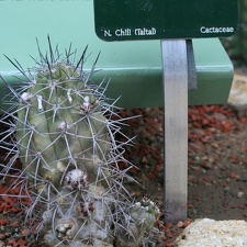 Copiapoa montana