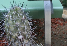 Copiapoa montana