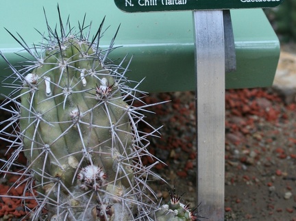 Copiapoa montana