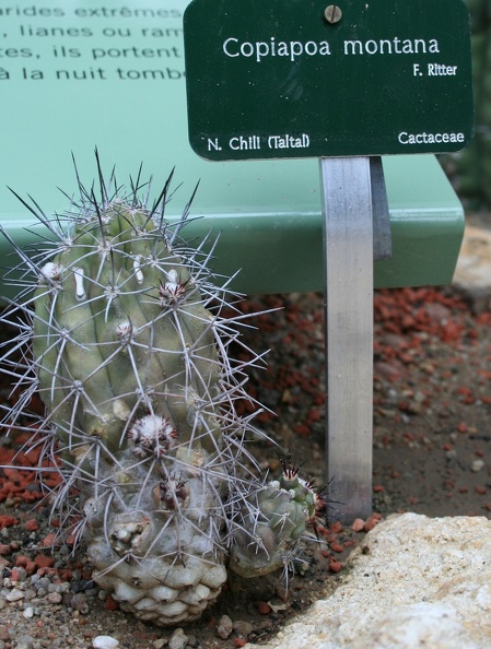 Copiapoa_montana.JPG
