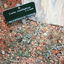 Curio  Senecio  rowleyanus