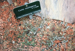 Curio  Senecio  rowleyanus