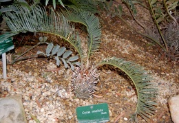 Cycas revoluta