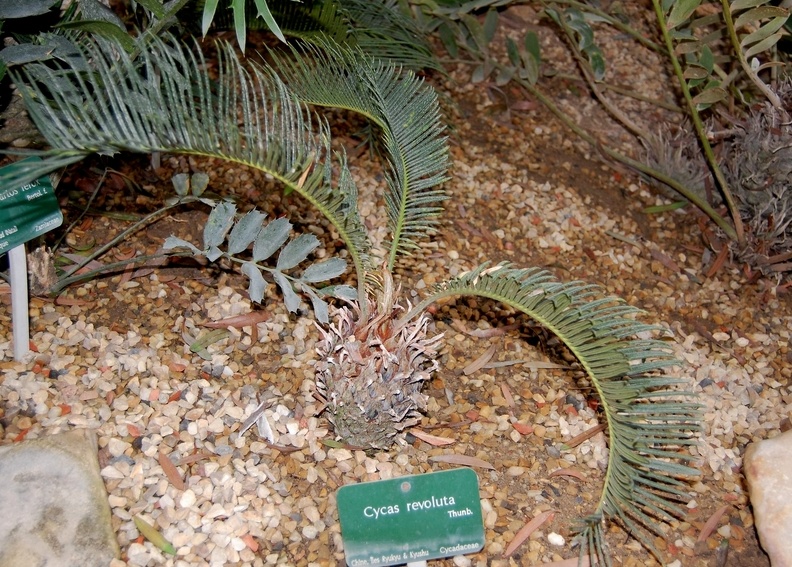Cycas_revoluta.jpg