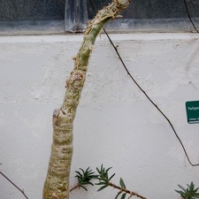 Cyphostemma bainesii      