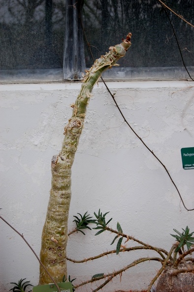 Cyphostemma_bainesii______.jpg