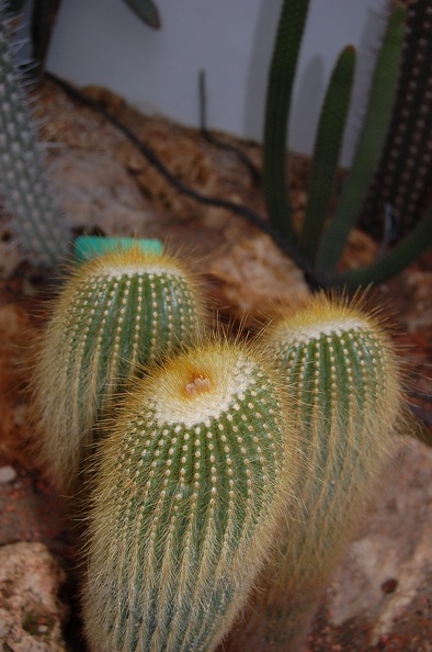 DSC_9300.jpg
