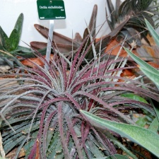 Dyckia encholirioides