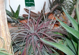 Dyckia encholirioides