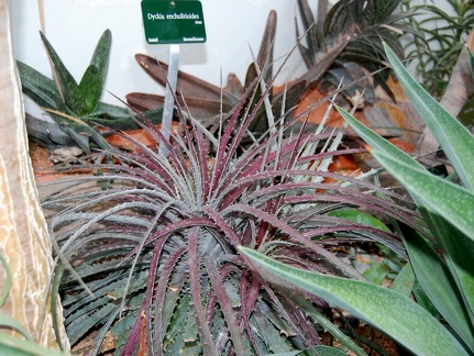 Dyckia encholirioides