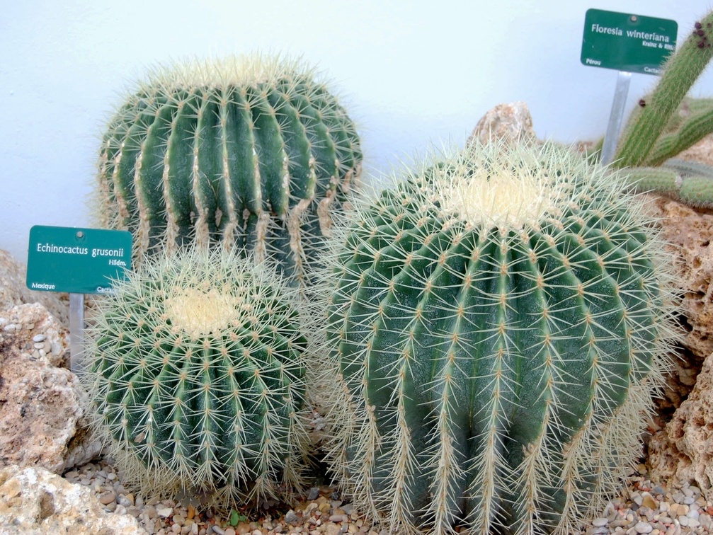 Echinocactus grusonii