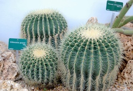 Echinocactus grusonii