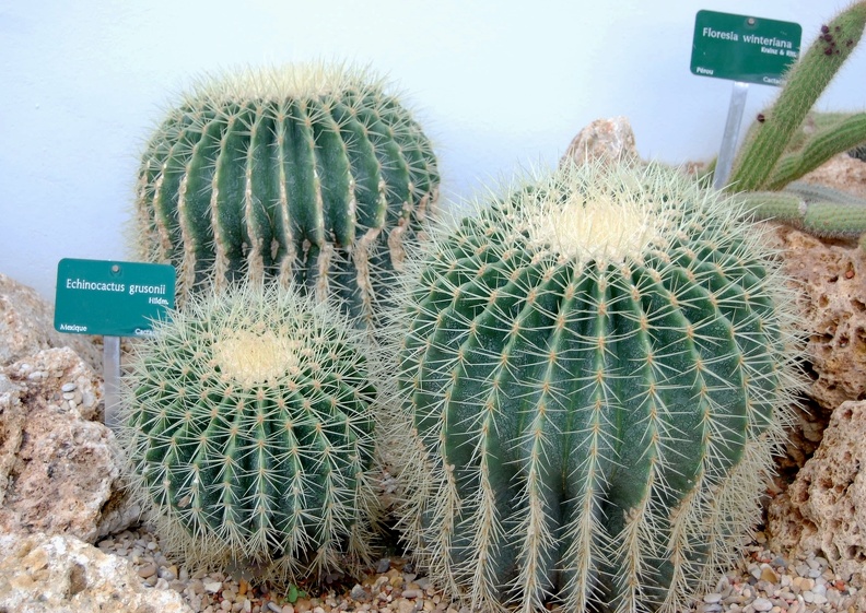 Echinocactus_grusonii.jpg