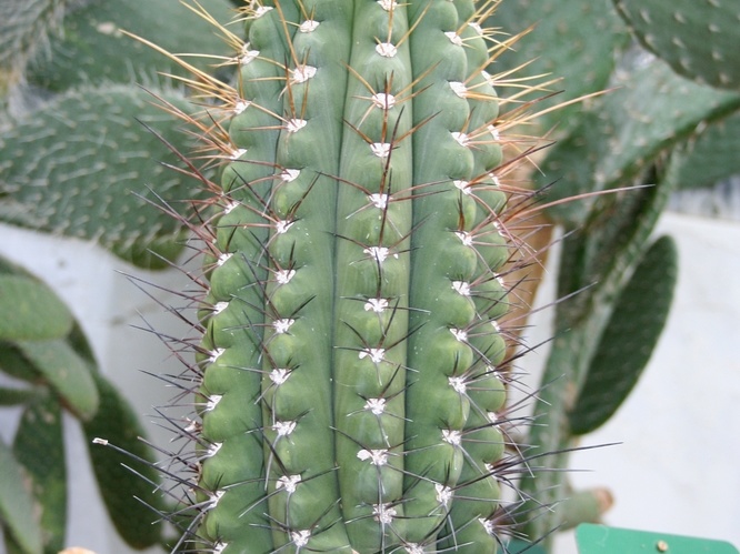 Echinopsis bridgesii ssp yungasensis