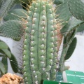Echinopsis bridgesii ssp yungasensis