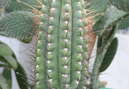 Echinopsis bridgesii ssp yungasensis