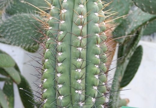Echinopsis bridgesii ssp yungasensis