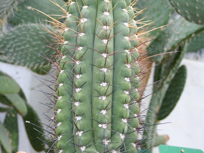 Echinopsis bridgesii ssp yungasensis