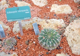 Echinopsis obrepanda