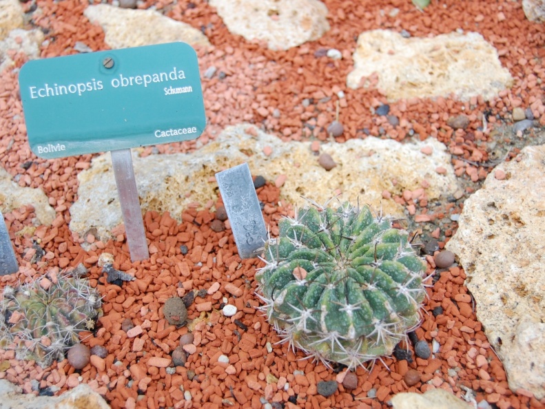 Echinopsis obrepanda
