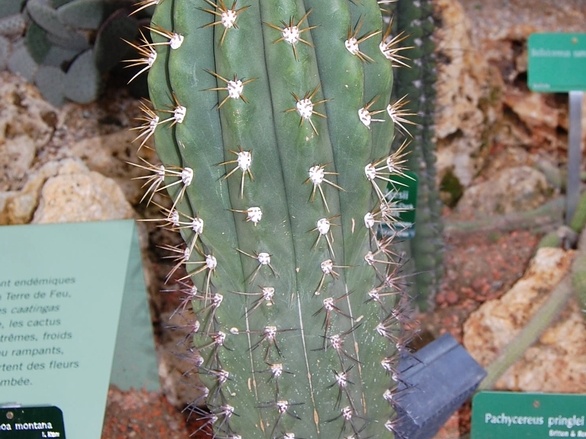 Echinopsis terscheckii