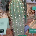 Echinopsis terscheckii