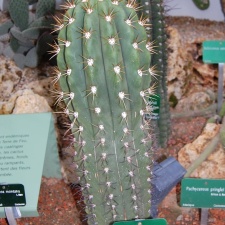 Echinopsis terscheckii