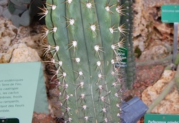 Echinopsis terscheckii