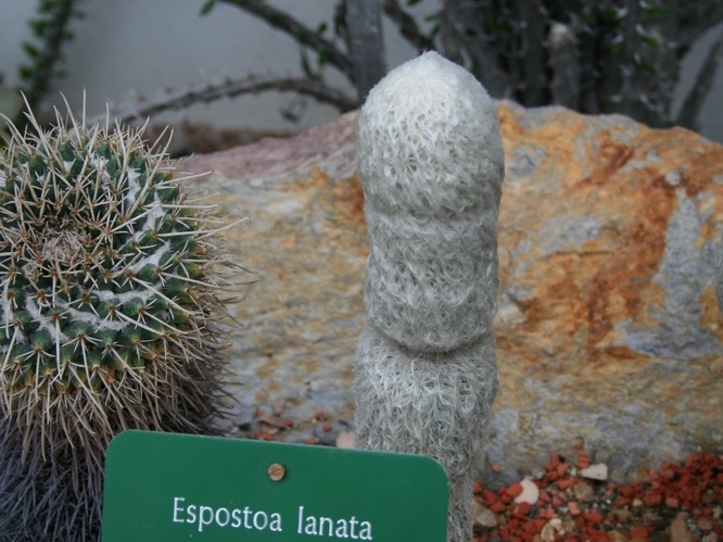 Espostoa lanata