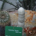 Espostoa lanata