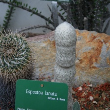 Espostoa lanata
