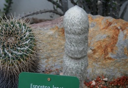 Espostoa lanata
