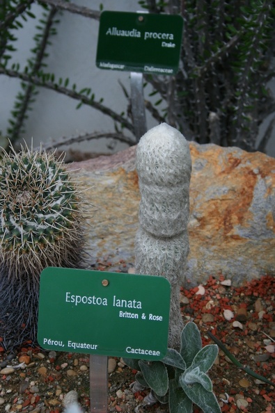 Espostoa_lanata.JPG