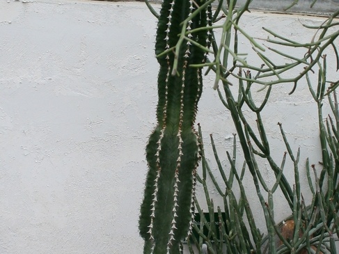 Euphorbia abyssinica