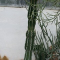 Euphorbia abyssinica