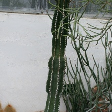 Euphorbia abyssinica