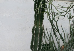 Euphorbia abyssinica