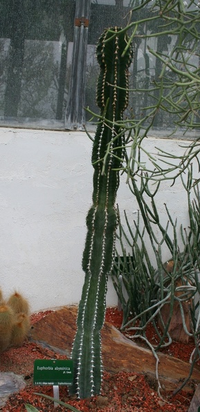 Euphorbia_abyssinica.JPG