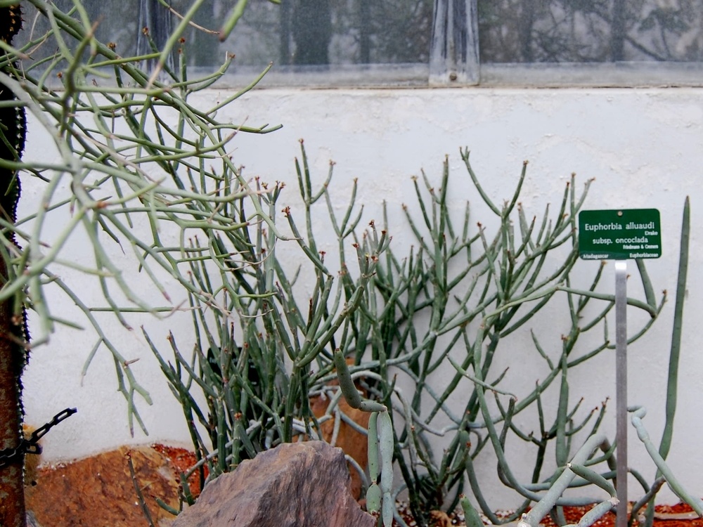 Euphorbia aluaudi subsp oncoclada