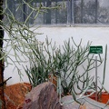 Euphorbia aluaudi subsp oncoclada