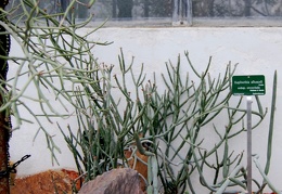Euphorbia aluaudi subsp oncoclada